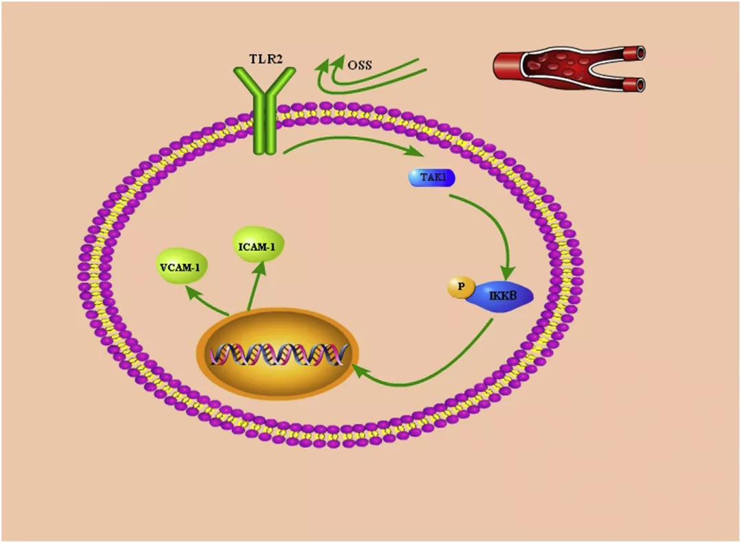 振蕩流通過 HUVECs 中的 TLR2-TAK1-IKK2 信號通路促進(jìn)炎癥反應(yīng)