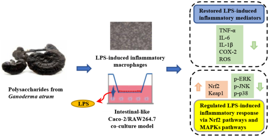 靈芝多糖對 LPS 誘導(dǎo)的炎癥巨噬細(xì)胞模型及腸樣 Caco-2/巨噬細(xì)胞共培養(yǎng)炎癥模型的調(diào)控作用