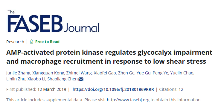 AMP 激活的蛋白激酶調(diào)節(jié)糖萼損傷和巨噬細(xì)胞募集以響應(yīng)低剪切應(yīng)力