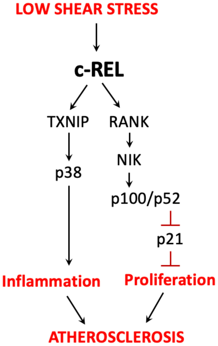 內(nèi)皮 c-REL 通過與 TXNIP-p38 和非經(jīng)典 NF-κB 通路的串?dāng)_在血流紊亂區(qū)域協(xié)調(diào)動(dòng)脈粥樣硬化