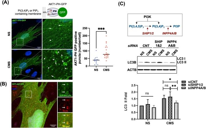 I 類(lèi)磷脂酰肌醇3-激酶（PI3Ks）激活小梁網(wǎng)細(xì)胞中拉伸誘導(dǎo)的自噬