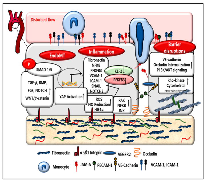 血管炎性疾病和內(nèi)皮表型