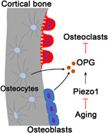 Piezo1 對抗與衰老相關(guān)的皮質(zhì)骨丟失