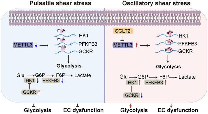 甲基轉(zhuǎn)移酶3（METTL3）介導(dǎo)動(dòng)脈粥樣硬化易發(fā)性血流誘導(dǎo)的內(nèi)皮細(xì)胞糖酵解