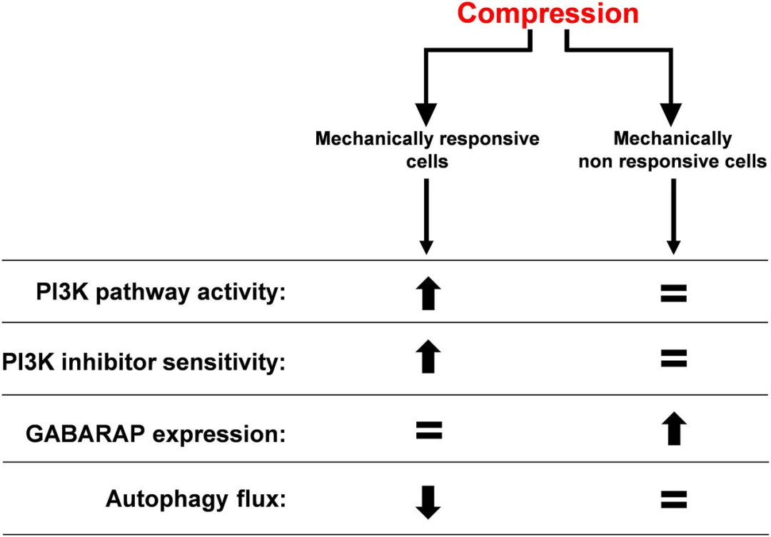 機(jī)械壓縮力增加乳腺癌和胰腺癌細(xì)胞中的 PI3K 輸出信號(hào)
