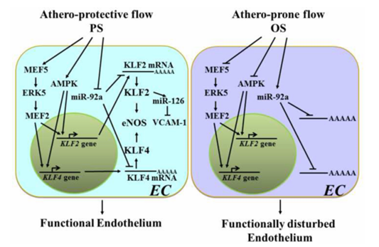 機(jī)械敏感型 miR 在內(nèi)皮細(xì)胞對切應(yīng)力和氧化還原狀態(tài)響應(yīng)中的作用