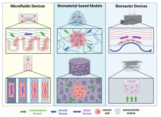 癌癥力學(xué)生物學(xué)的進(jìn)展：轉(zhuǎn)移、力學(xué)與材料