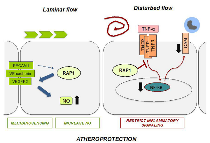 內(nèi)皮細(xì)胞中的 Rap1 可限制炎癥信號傳導(dǎo)，從而抑制動(dòng)脈粥樣硬化的進(jìn)展